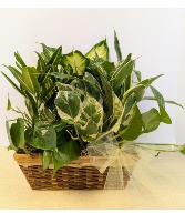 SOLD Dish Garden in Wicker  NFS-DGW100