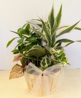 Dish Garden Wicker  NFS-DGW55    