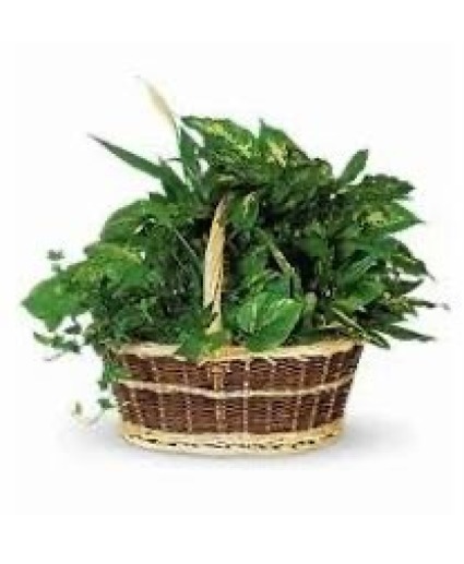 Dish Garden in Wicker Basket Live Plants in Wicker Basket