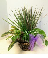 Dish Garden Wicker  NFS-DGW60