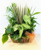 SOLD Dish Garden Wicker NFS-DG55          W2