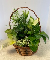 Dish Garden Wicker  NFS-DGW70