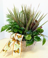  Dish Garden Wicker  NFS-DGW90