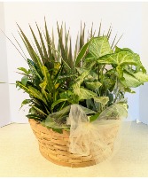  Dish Garden Wicker  NFS-DGW90