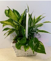 Dish Garden Wicker  NFS-DGW40
