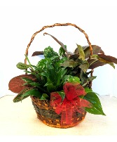Dish Garden Wicker  NFS-DGW55      W2