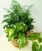 Dish Garden Wicker  NFS-DGW70     