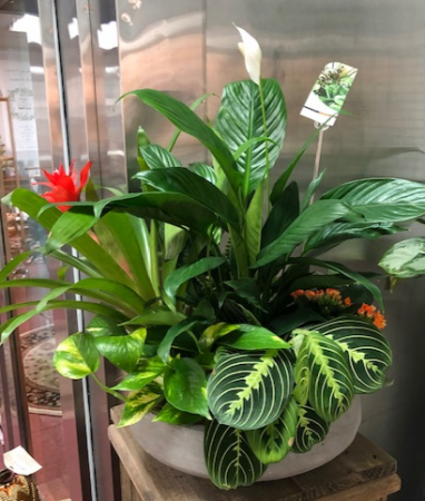Dish Garden Indoor Plants