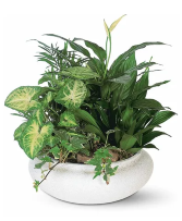 Dish Garden  keepsake  plant arrangement 