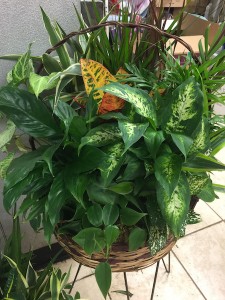 Dish Garden Live Plants