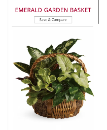 Dish Garden live plants