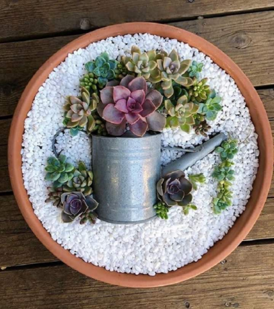 Dish Garden mixed watering can Plant arrangement