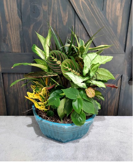 Dish Garden Mixed Plants in a Ceramic Planter