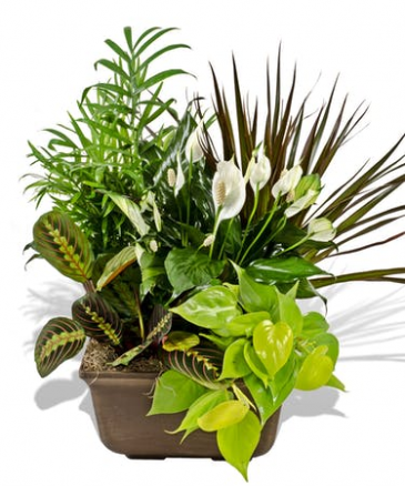 Dish Garden Non- fragrance Table top plants