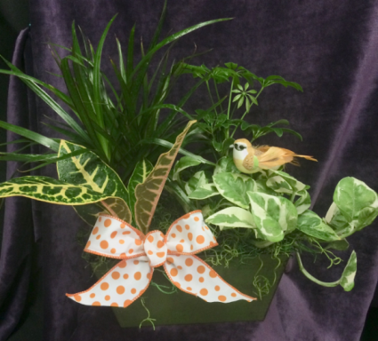 Dish Garden of Assorted Plants