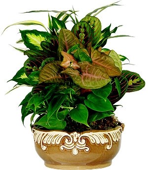 Dish Garden Assorted Plants in a Creamic Dish