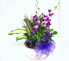 Designer Choice Dish Garden  Orchid Cuts in Margate, FL | THE FLOWER SHOP OF MARGATE