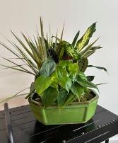 Dish Garden Oval Ceramic (XL) 