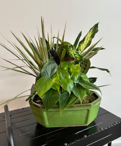 Dish Garden Oval Ceramic (XL) 