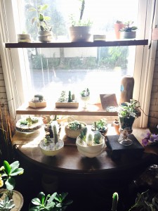 Succulent Cactus Garden plant