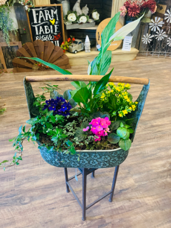 Dish Garden Plant