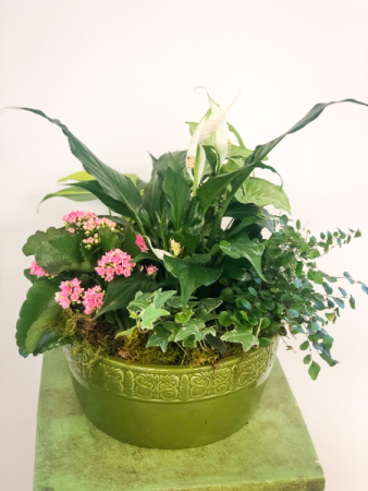 Dish Garden Plant