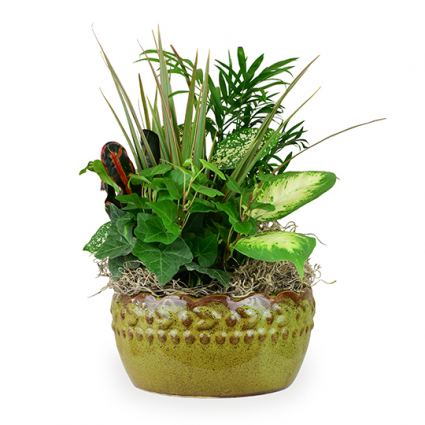 Dish Garden Plant