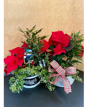 Dish Garden plant
