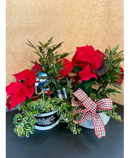 Dish Garden plant