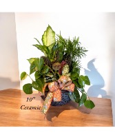 Dish Garden  Plant