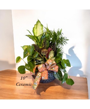 Dish Garden  Plant