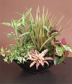 Large Dish Garden Plant