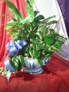 Dish Garden Plant Arrangement Ceramic pot design changes upon availibilty in Bristol, CT | DONNA'S FLORIST & GIFTS