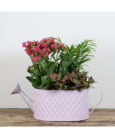 Watering Can Dish Garden Plant Basket