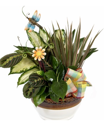 Dish Garden Plant Green Plant in West Monroe, LA | ALL OCCASIONS FLOWERS AND GIFTS