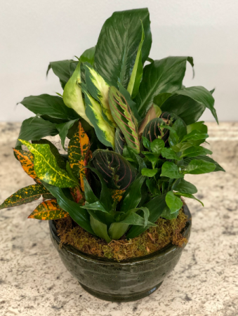 Dish Garden Planter
