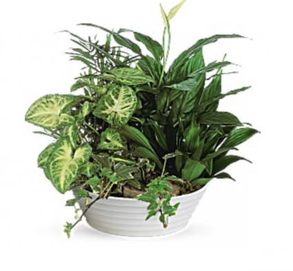 Dish Garden Planter