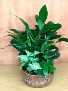 DISH GARDEN  PLANTER 