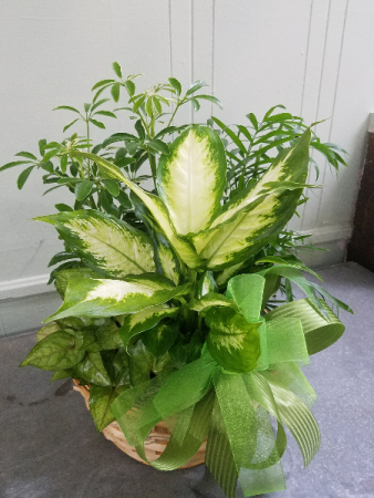 Dish Garden Planter Basket Green Plant