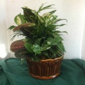 Dish Garden Planter mixed Garden