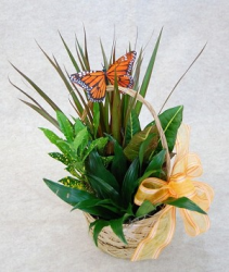 Dish Garden Planter plants
