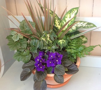 Dish Garden Plants