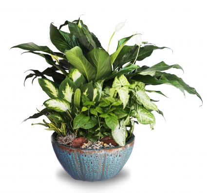 Dish Garden Plants