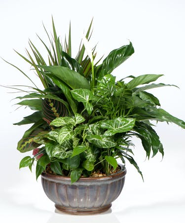Dish Garden Plants