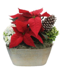 Dish Garden Potted Plant