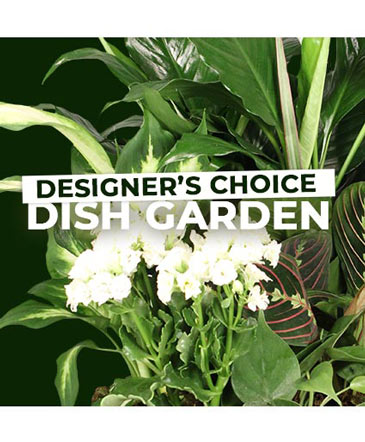 Dish Garden Selection Designer's Choice in Santa Fe, NM | Amanda's Flowers