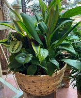 Dish Garden In Wicker basket Assorted Variety of Plants