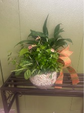 dish garden with blooming plants live plants