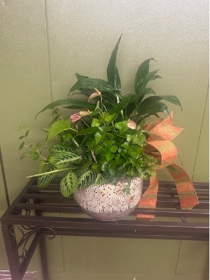 dish garden with blooming plants live plants