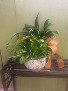 dish garden with blooming plants live plants